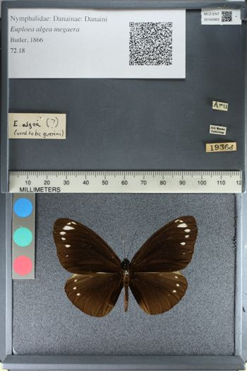 Media type: image;   Entomology 160983